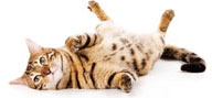 RollOver Cat