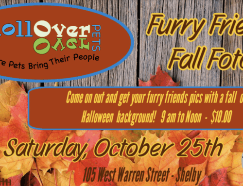 Furry Friends Fall Fotos