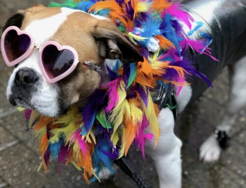 Pet Festival at the NC Livermush Festival – Mush, Music & Mutts 2025